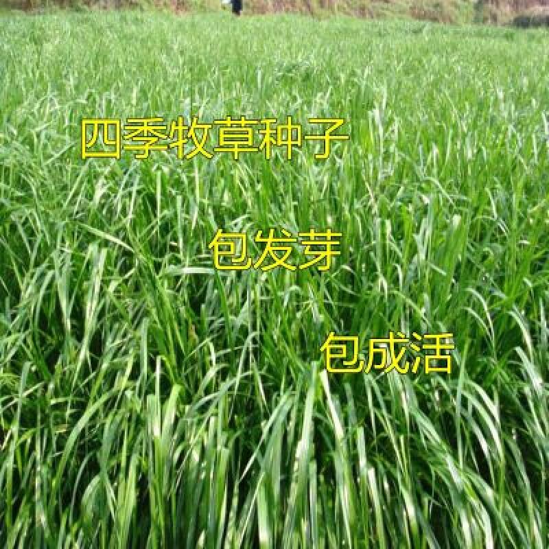 黑麦草种子90%以上