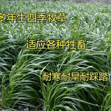 黑麦草种子90%以上