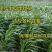 黑麦草种子90%以上