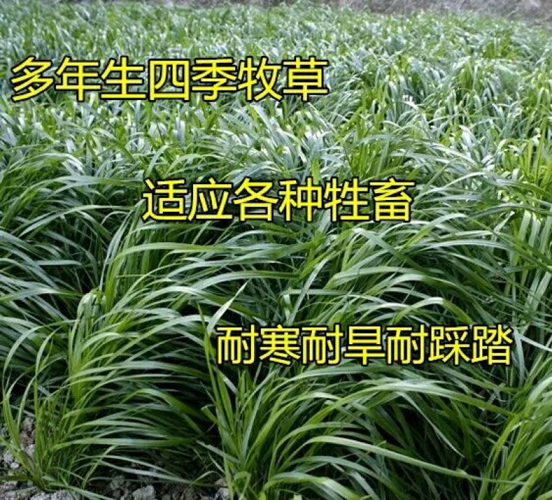 黑麦草种子90%以上