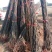梨树苗0.8~3cm80cm以上