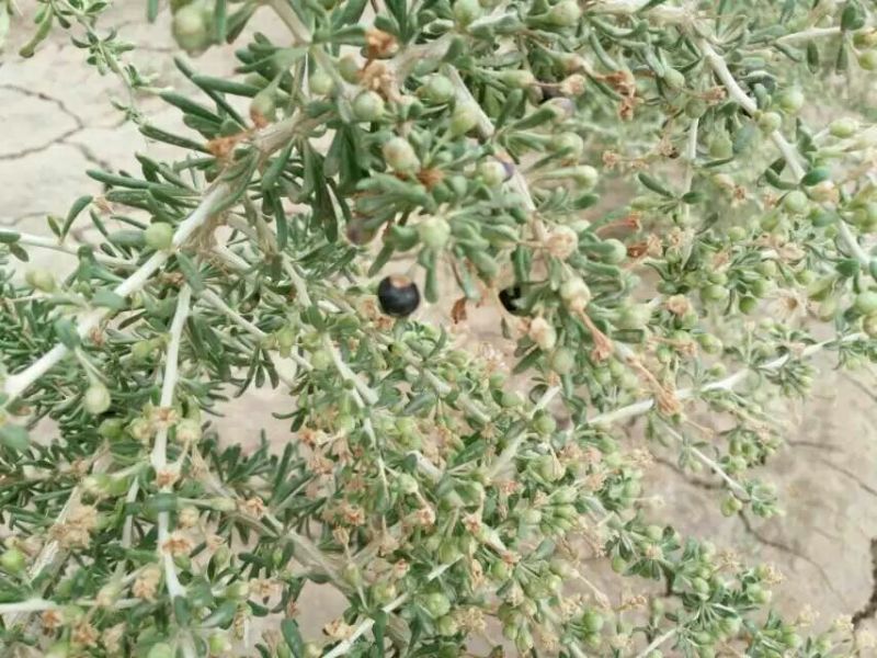黑枸杞头茬干货包装货散货精品黑枸杞甘肃黑枸杞
