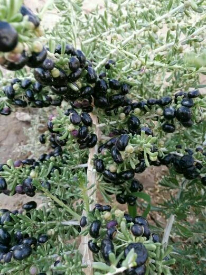 黑枸杞头茬干货包装货散货精品黑枸杞甘肃黑枸杞