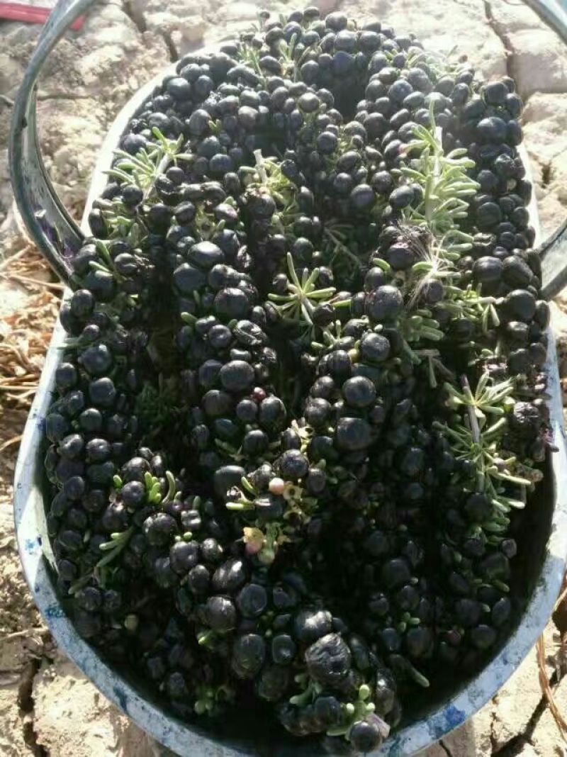 黑枸杞头茬干货包装货散货精品黑枸杞甘肃黑枸杞