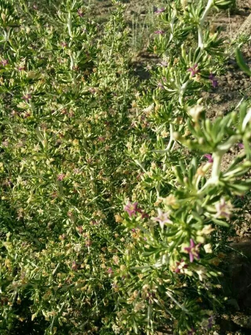 黑枸杞头茬干货包装货散货精品黑枸杞甘肃黑枸杞