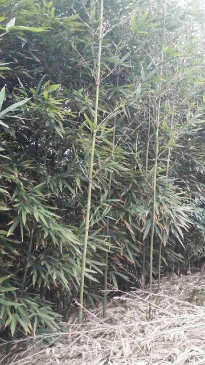 斑竹青斑竹