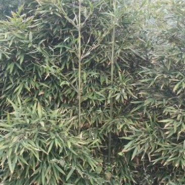 斑竹青斑竹