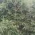 斑竹青斑竹