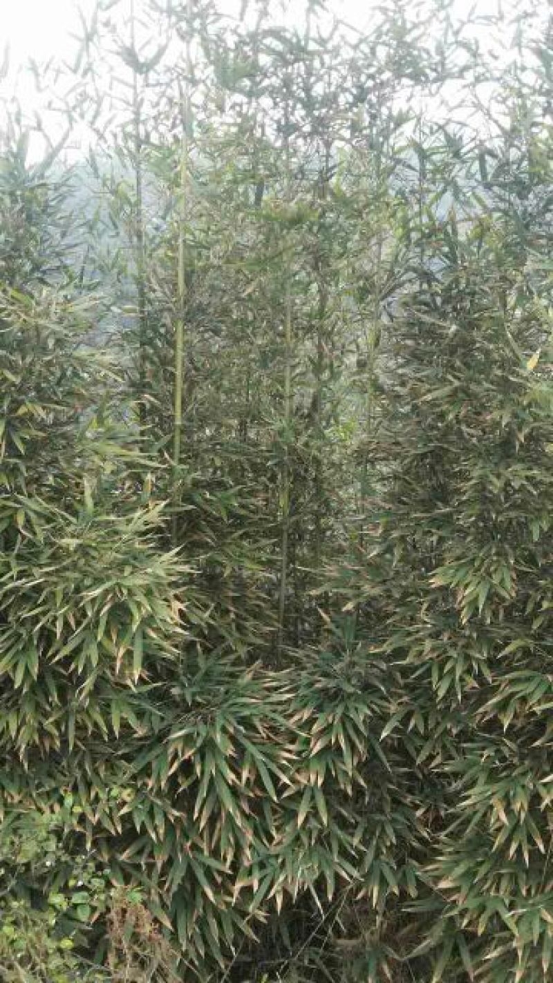 斑竹青斑竹
