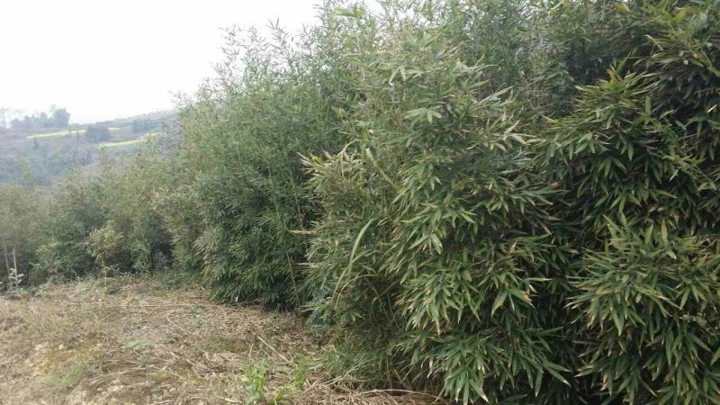 斑竹青斑竹