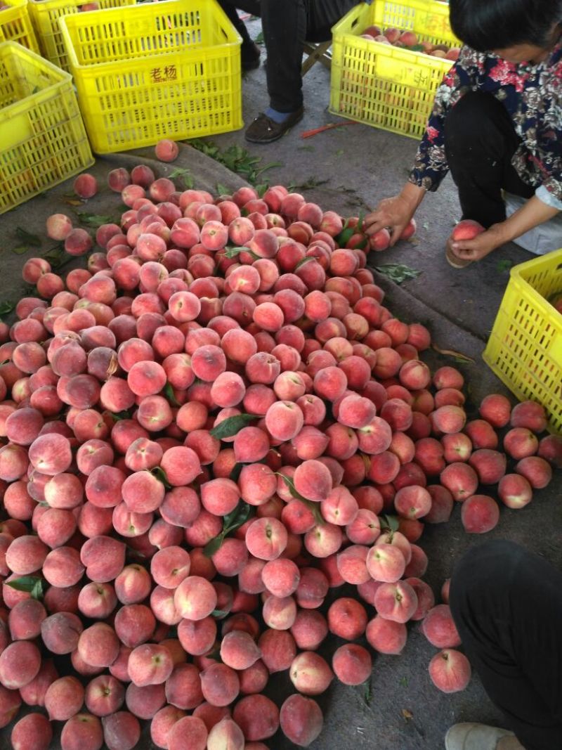 春雪桃60mm以上预售