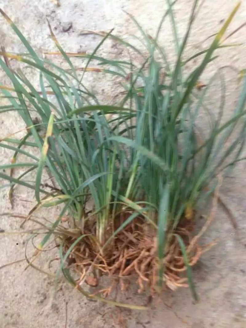 玉龙草