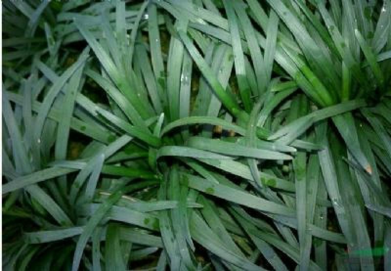 玉龙草