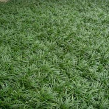玉龙草