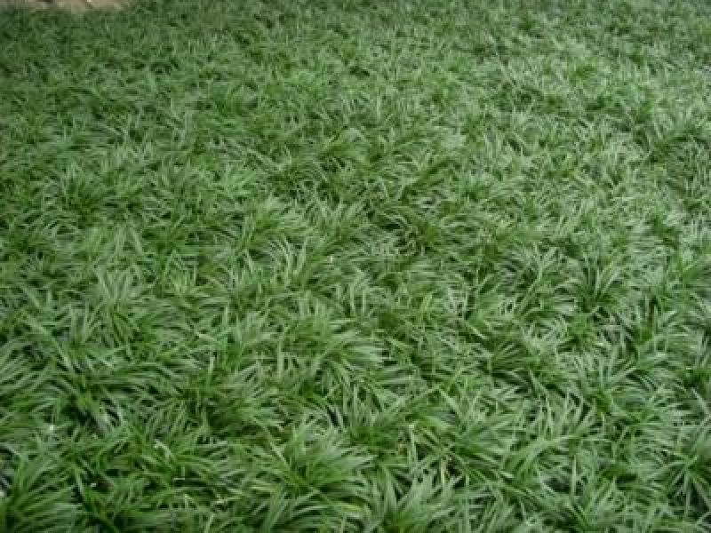 玉龙草