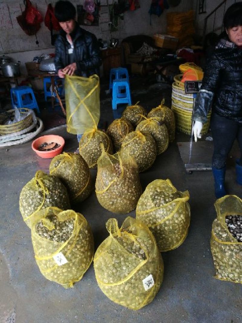 红螺鲜活血蛤毛螺毛蛤血螺