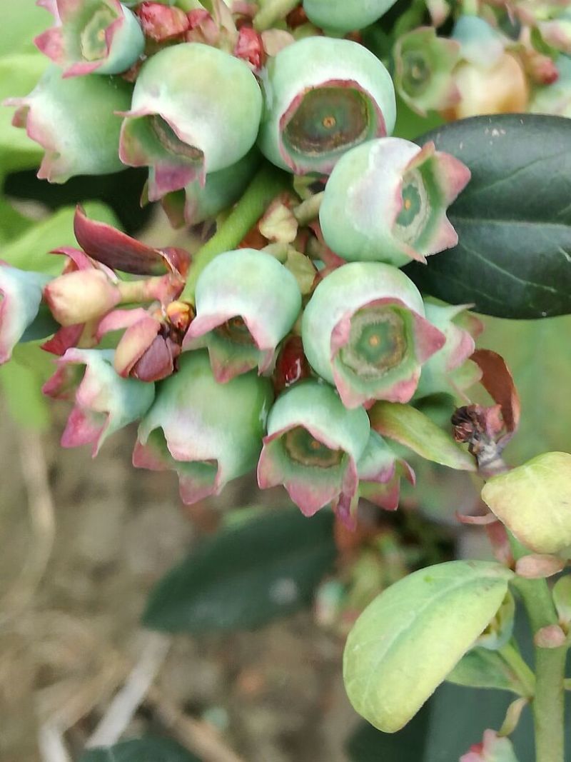 夏普蓝蓝莓鲜果6~8mm以上