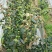 夏普蓝蓝莓鲜果6~8mm以上