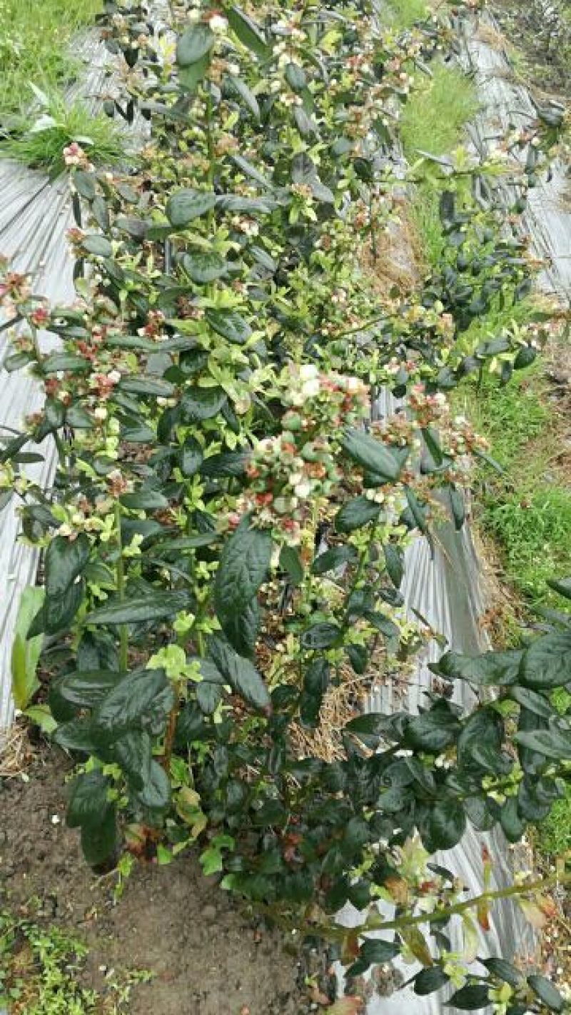夏普蓝蓝莓鲜果6~8mm以上