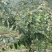 夏普蓝蓝莓鲜果6~8mm以上