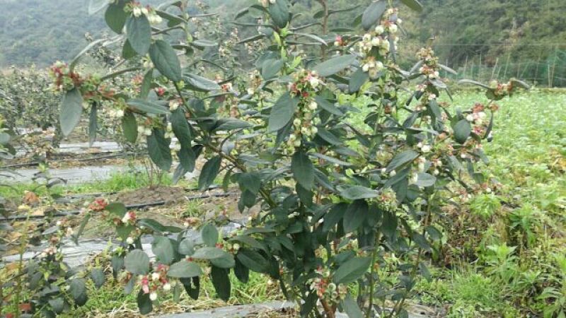夏普蓝蓝莓鲜果6~8mm以上