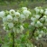夏普蓝蓝莓鲜果6~8mm以上