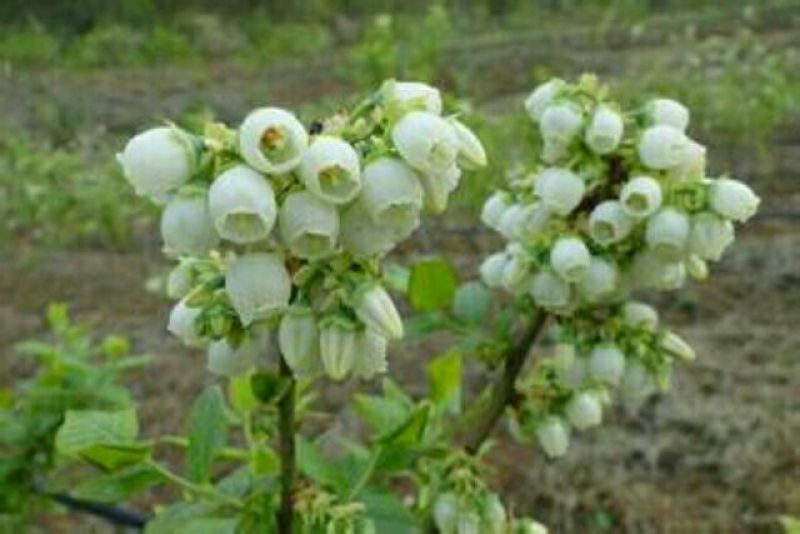 夏普蓝蓝莓鲜果6~8mm以上