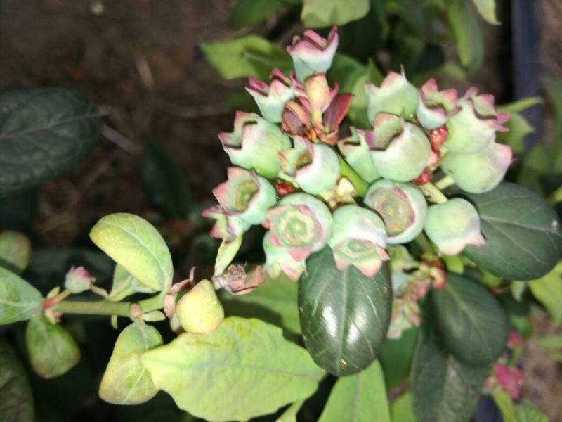 夏普蓝蓝莓鲜果6~8mm以上