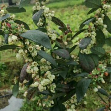 夏普蓝蓝莓鲜果6~8mm以上