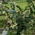 夏普蓝蓝莓鲜果6~8mm以上