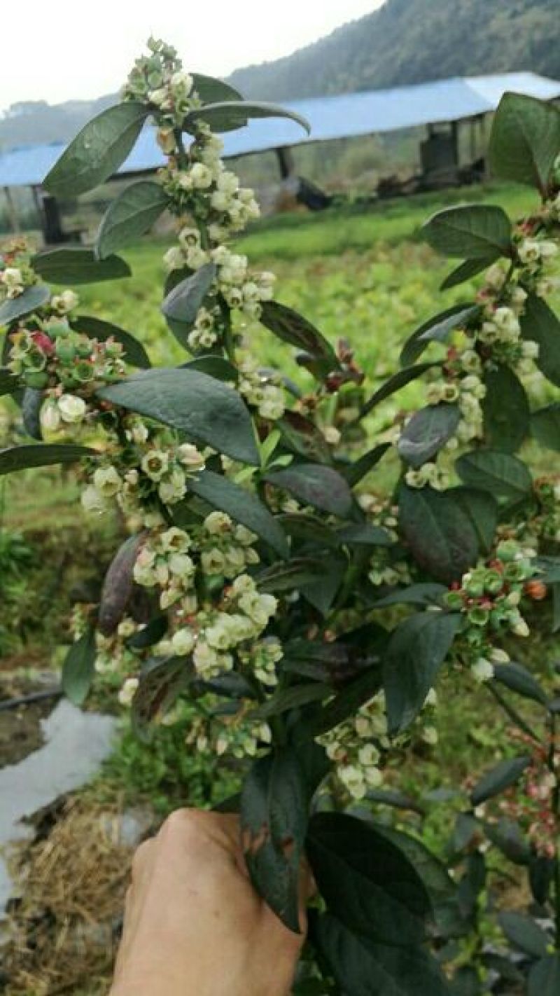 夏普蓝蓝莓鲜果6~8mm以上