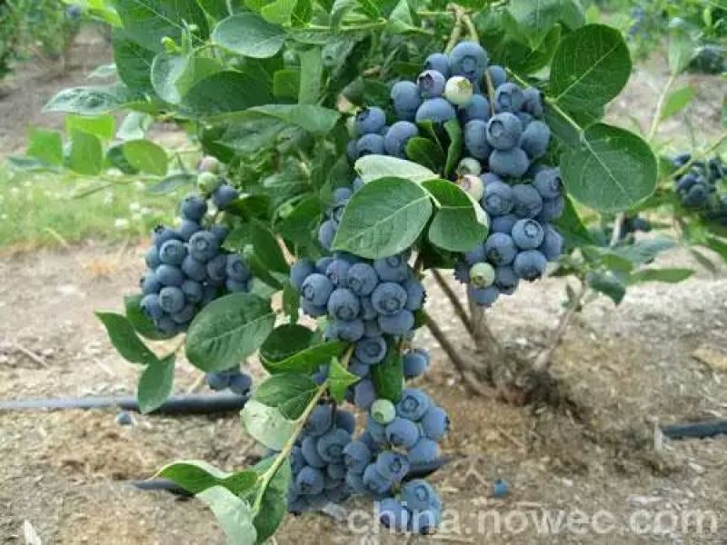 夏普蓝蓝莓鲜果6~8mm以上
