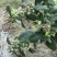 夏普蓝蓝莓鲜果6~8mm以上