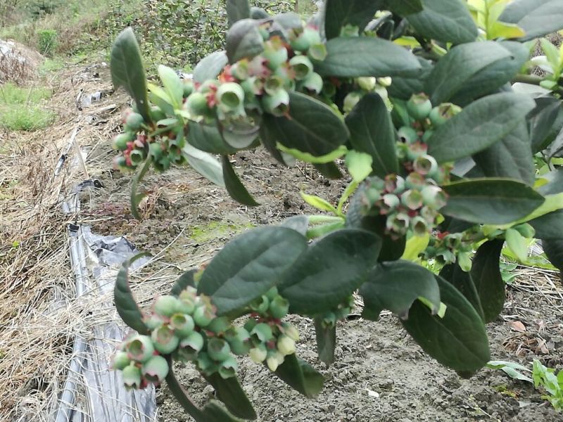 夏普蓝蓝莓鲜果6~8mm以上