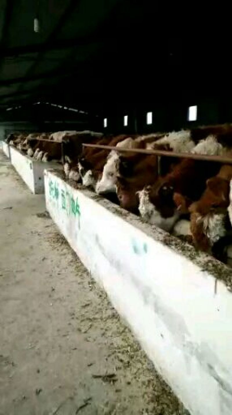 育肥牛犊100~200kg