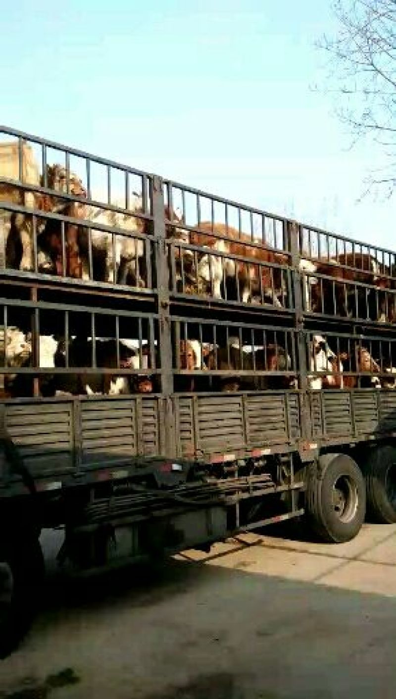育肥牛犊100~200kg