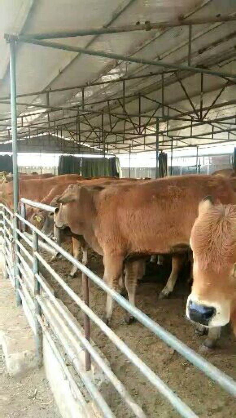 育肥牛犊100~200kg