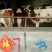 育肥牛犊100~200kg