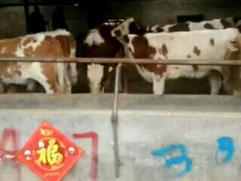 育肥牛犊100~200kg
