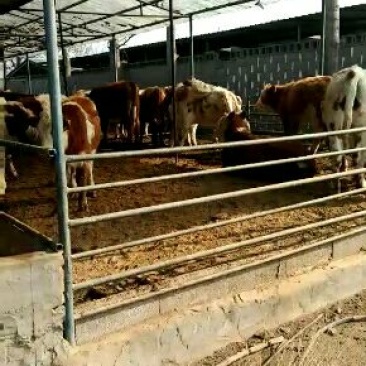 育肥牛犊100~200kg