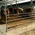 育肥牛犊100~200kg