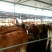 育肥牛犊100~200kg