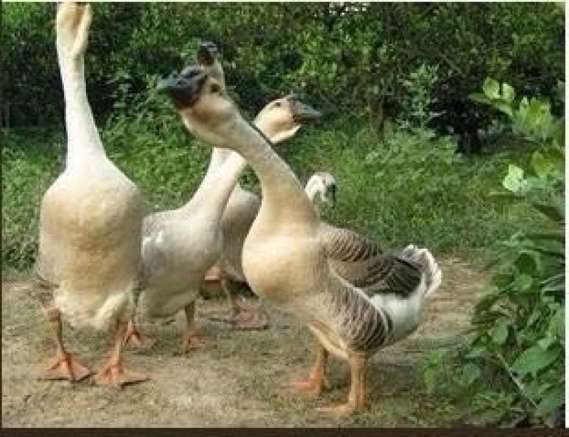 狮头鹅苗