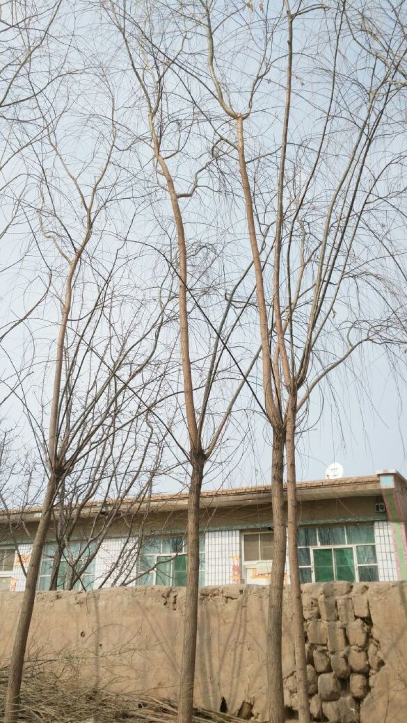 垂柳6~8cm