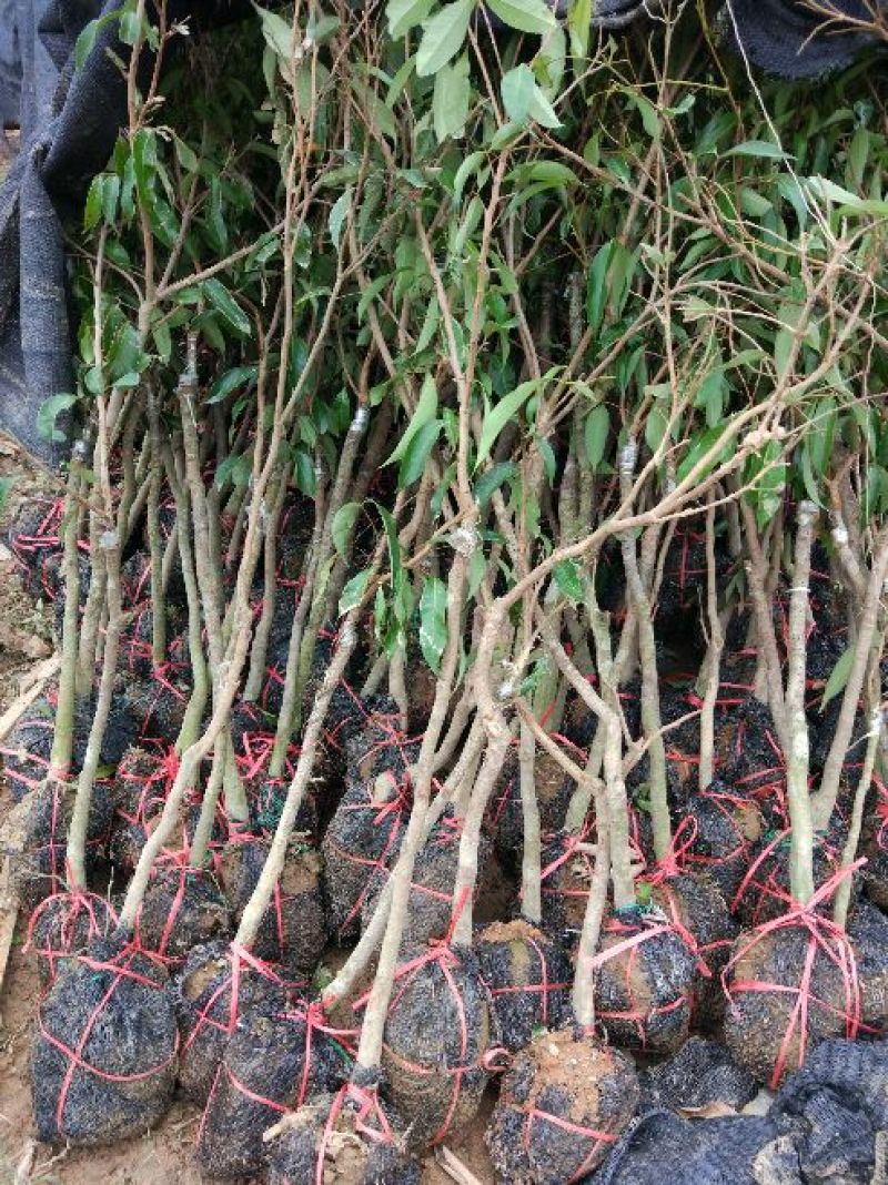 无核荔枝苗50~80cm