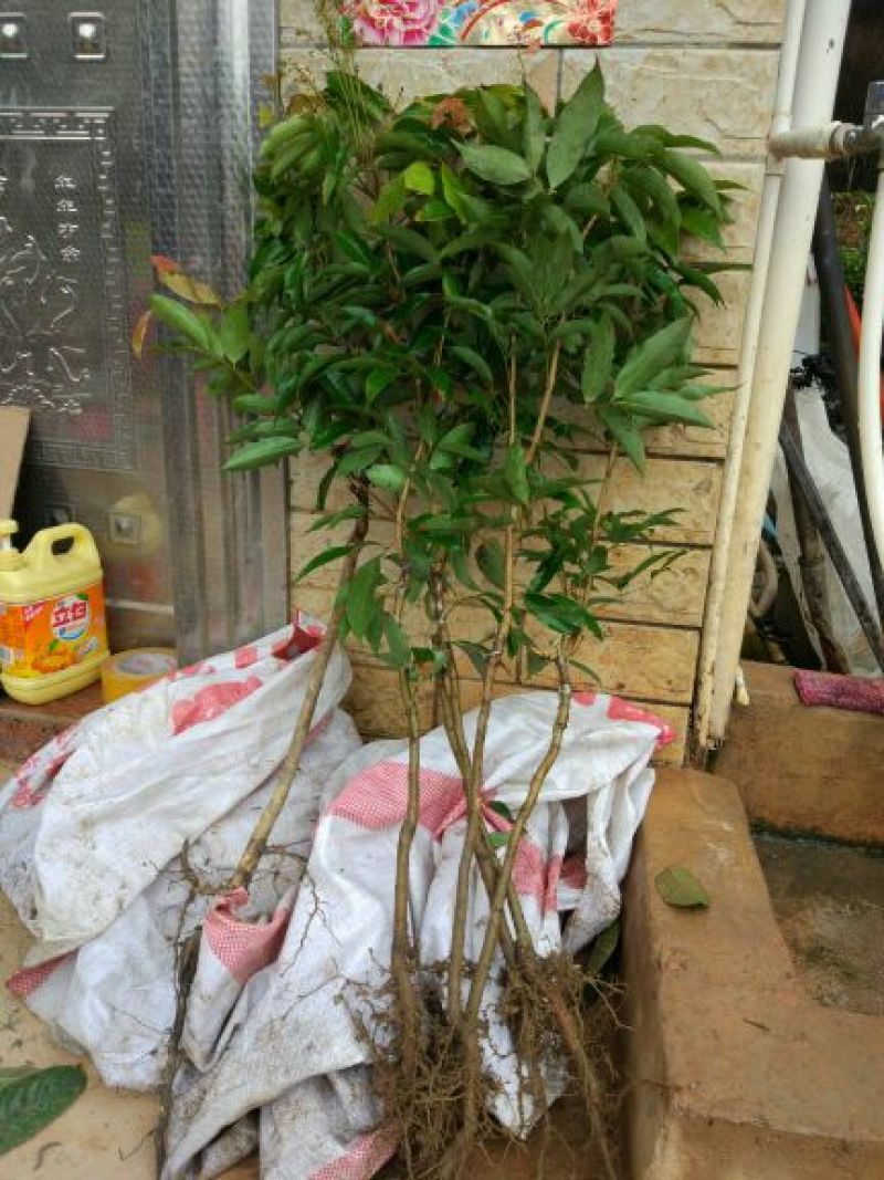 无核荔枝苗50~80cm