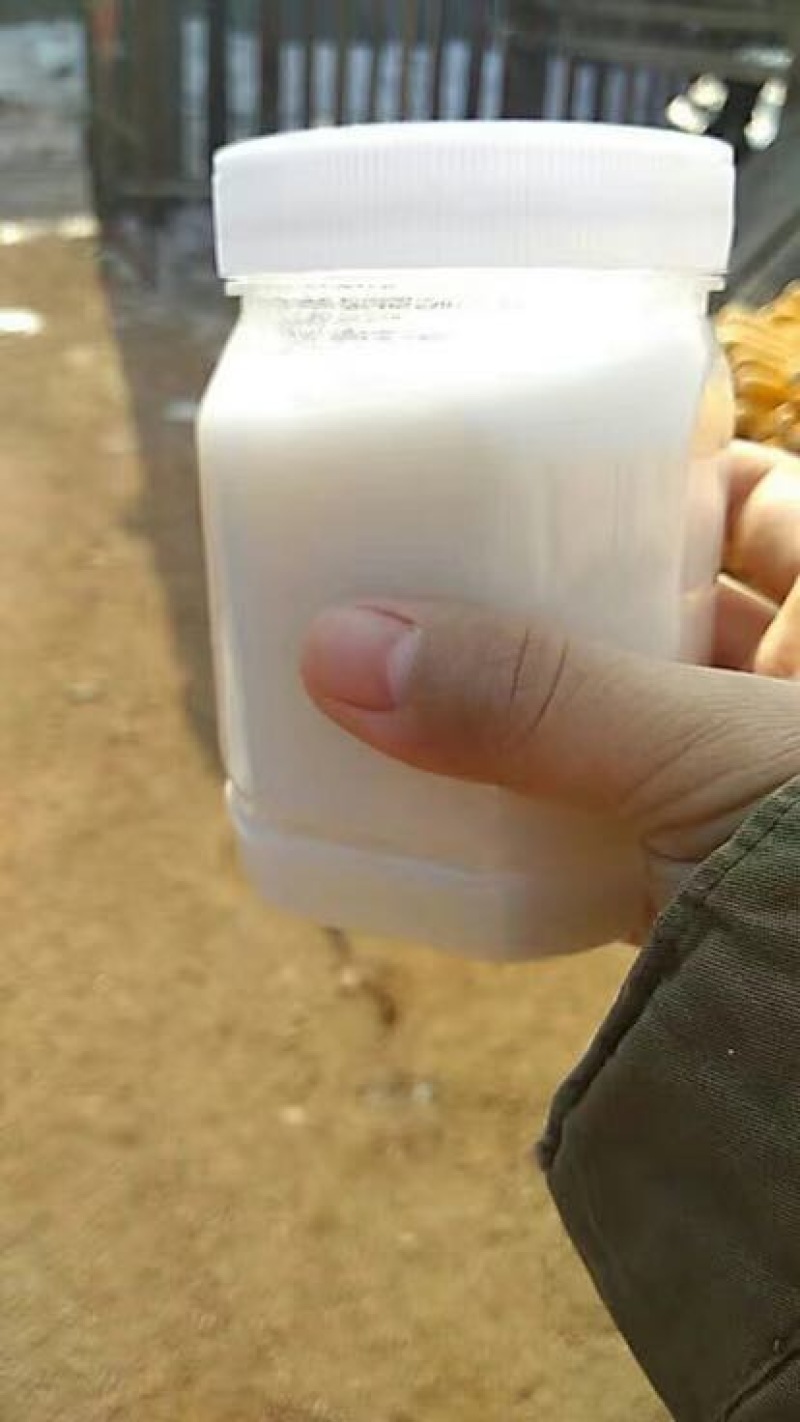 椴树蜜雪蜜
