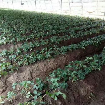 甜宝草莓苗10cm以下