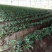甜宝草莓苗10cm以下