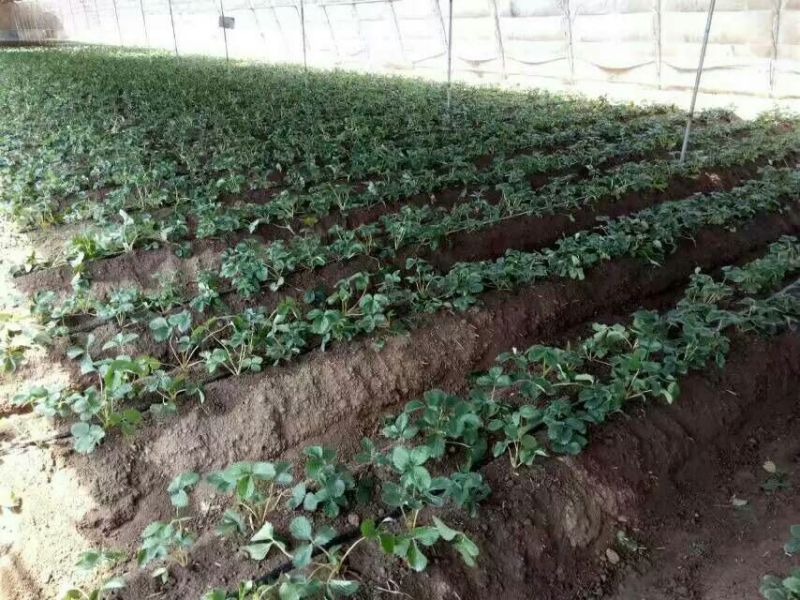 甜宝草莓苗10cm以下